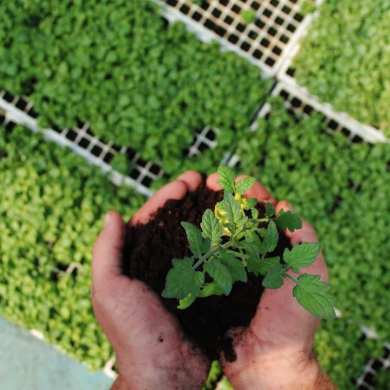 How To Care for Pelargonium Plants.png