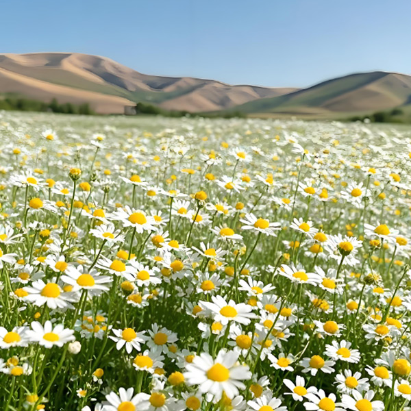 Extracto de manzanilla