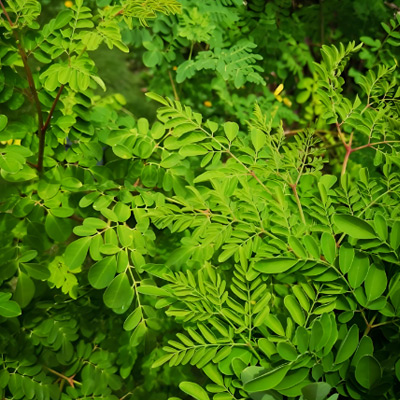 ¿Qué es el extracto de hoja de Moringa, cuáles son sus beneficios y usos principales?