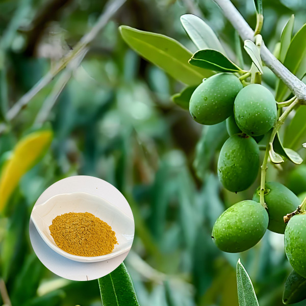 Extracto de hoja de oliva
