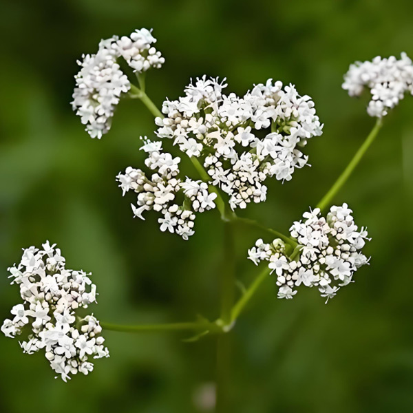 Extracto de raíz de valeriana
