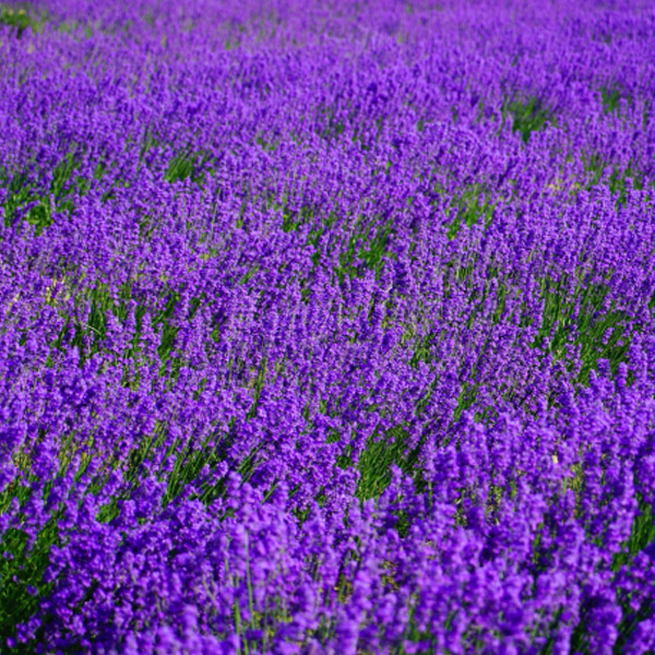 Extracto de lavanda: