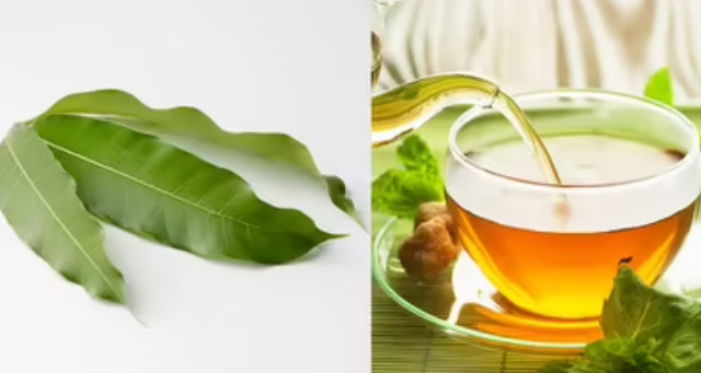 Extracto de hoja de mango