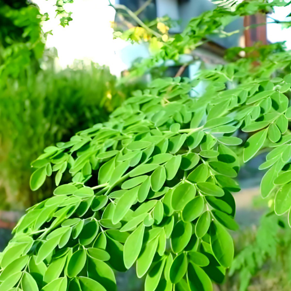 Polvo de hoja moringa