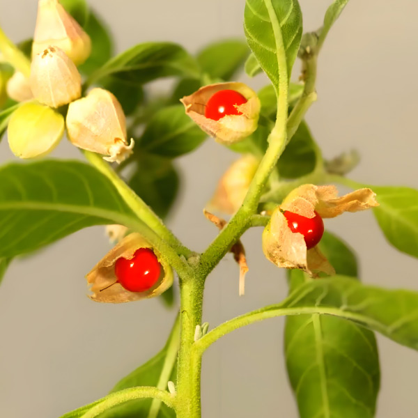 Extracto de Ashwagandha