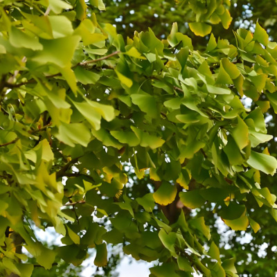 Extracto de ginkgo biloba