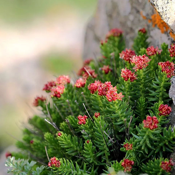 Rhodiola rosea