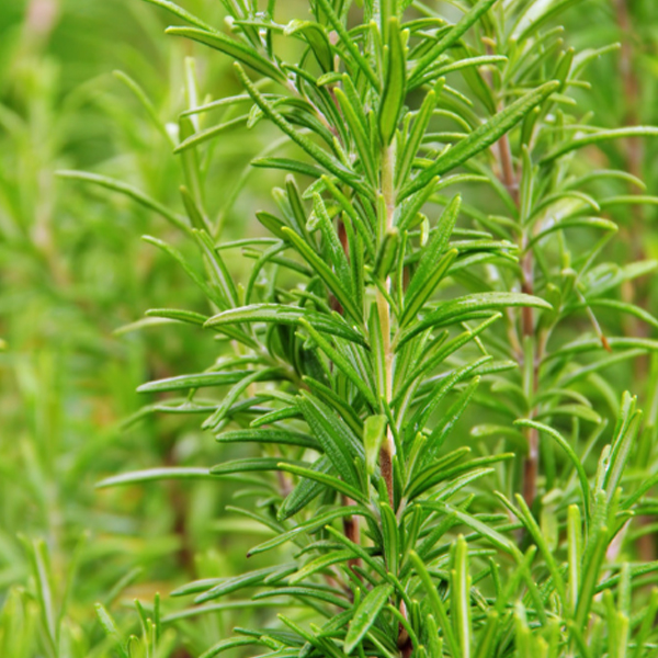 Extractos de plantas naturales: sabiduría de plantas antiguas que revoluciona la formulación de alimentos