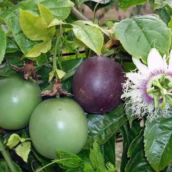 Extracto de Pasiflora